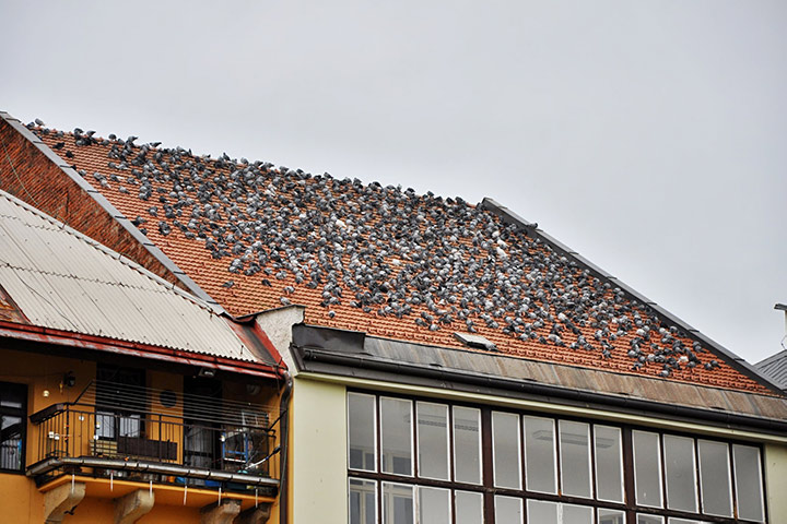 A2B Pest Control are able to install spikes to deter birds from roofs in Leyland. 