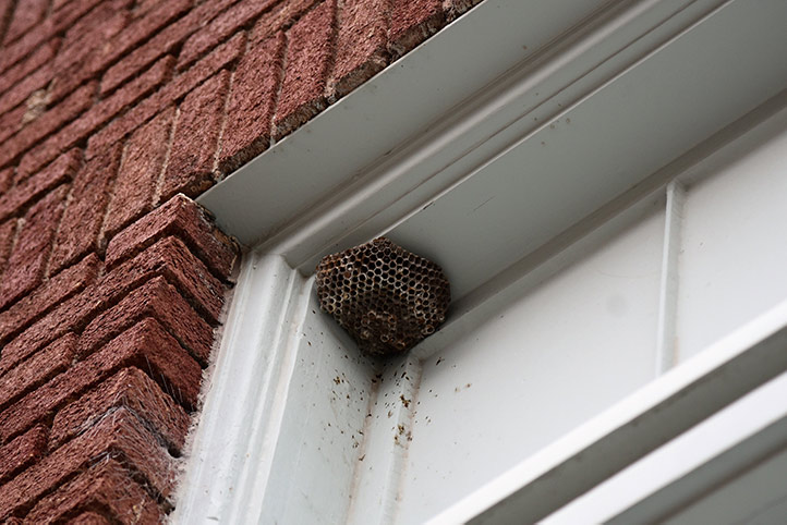 We provide a wasp nest removal service for domestic and commercial properties in Leyland.